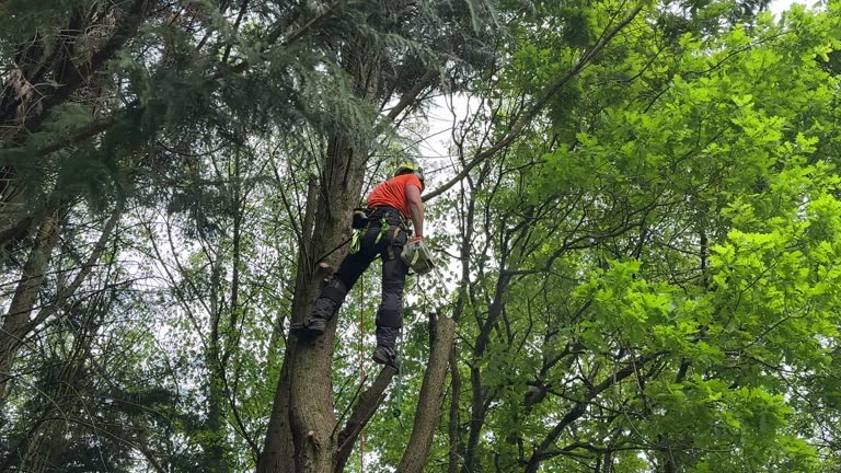 How Our Tree Care Process Works  in  Old Brookville, NY